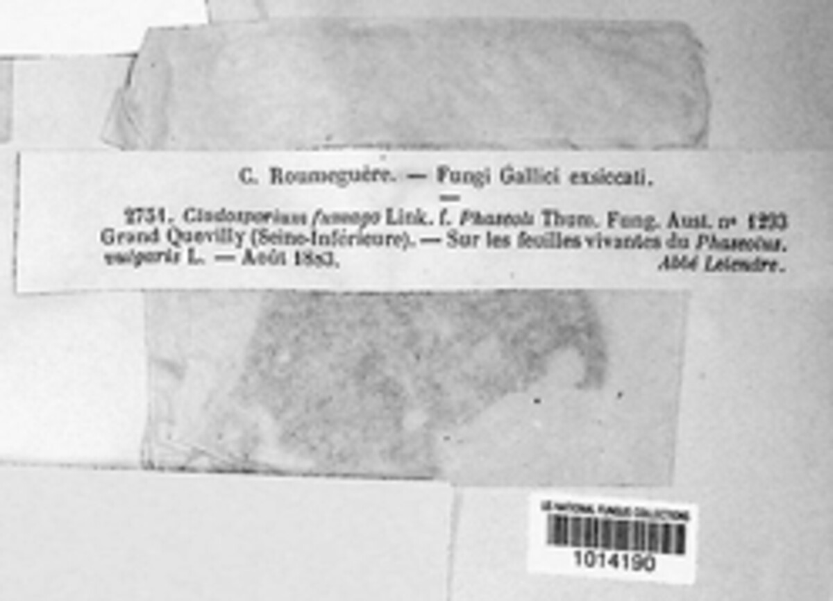 Cladosporium fumago image